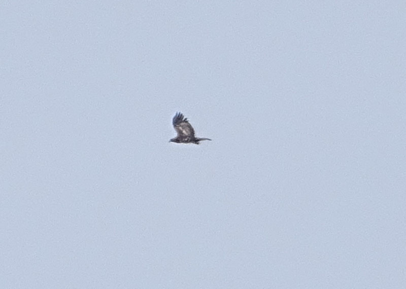 foto brutte 1....Aquila chrysaetos